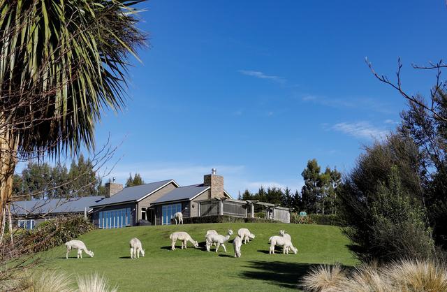 冷冷的冬天，Napattiga用暖暖的新西兰羊驼被裹住你